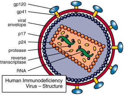 Virus_HIV.jpg