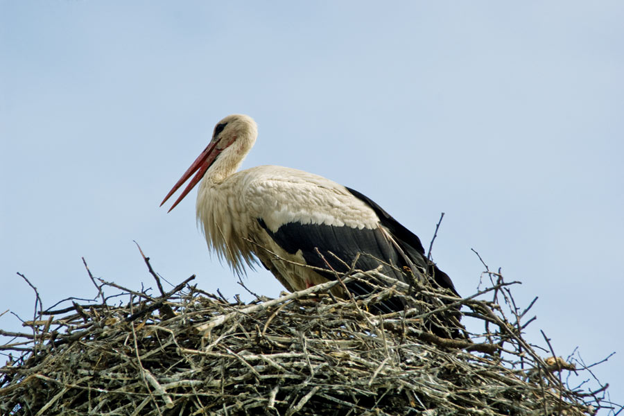 Bijela_roda_Kopački_rit_ptice_prebrojavanje