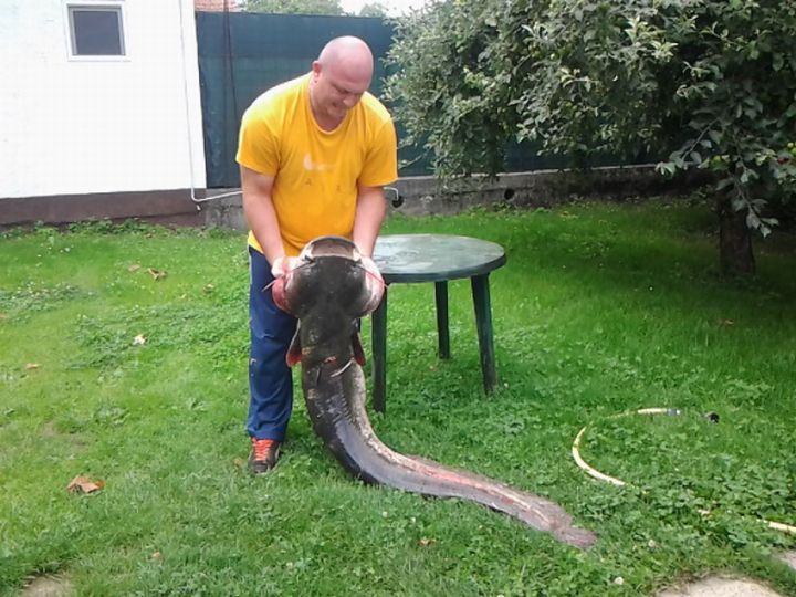 Miljenko_Galas_som_40kg_a