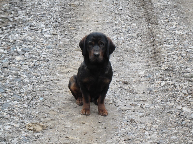 Robert_Jurisic_odlutao_pas