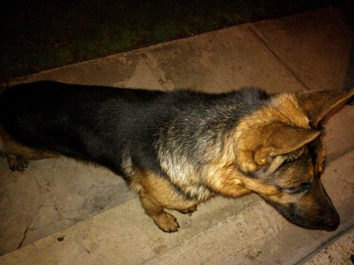 Dolutao_njemacki_ovcar_Pusca_2013