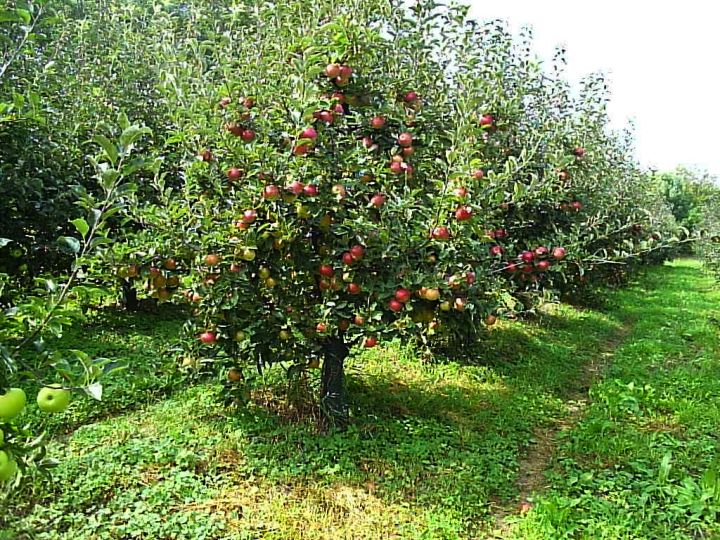 vocarstvo_vocke_jabuka_voce