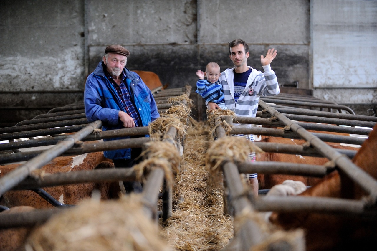 2e1dcdc39d6c532a9974ea2b53bfa4b0_Alen_Bestek_Kustani_Sveti_Ivan_Zabno_OPG_krave