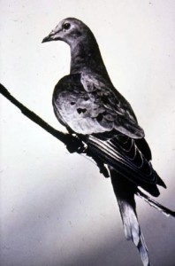 Martha_last_passenger_pigeon_1914