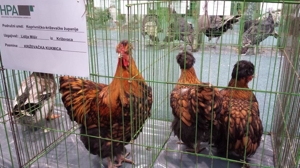 20141026_080446_izlozba_pasmine_perad_HPA