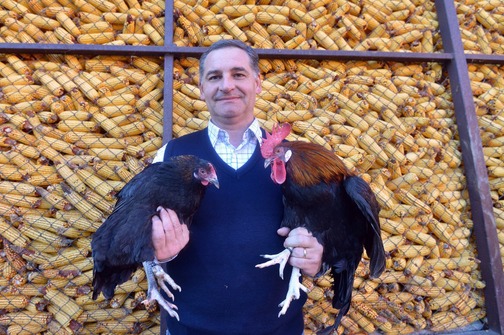 Pobijedila je 40 kokoši: Moja kokoš najljepša je u Hrvatskoj