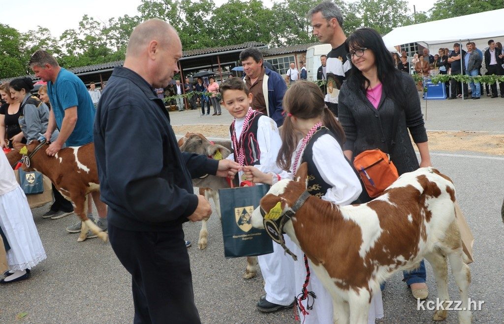 IMG_8483m izlozba simentalsko govedo Zabno