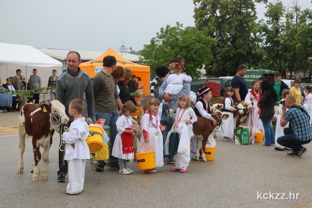 IMG_8487m izlozba simentalsko govedo Zabno