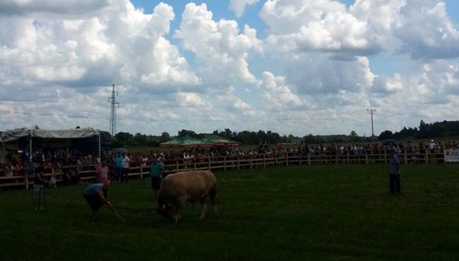 Po nemilosrdnom suncu bikovi su, u maniri pravih filmskih zvijezda, odbijali igrati ulogu na koju su ih tjerali njihovi redatelji i nezasitna publika. Baš čovjeku dođe da bude ponosan na bikove.