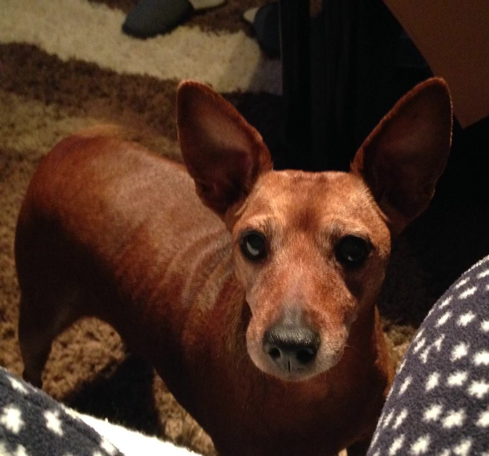 14034698_10207476666329931_1424428462643871596_n_odlutala_kujica_Alka_Gunduliceva