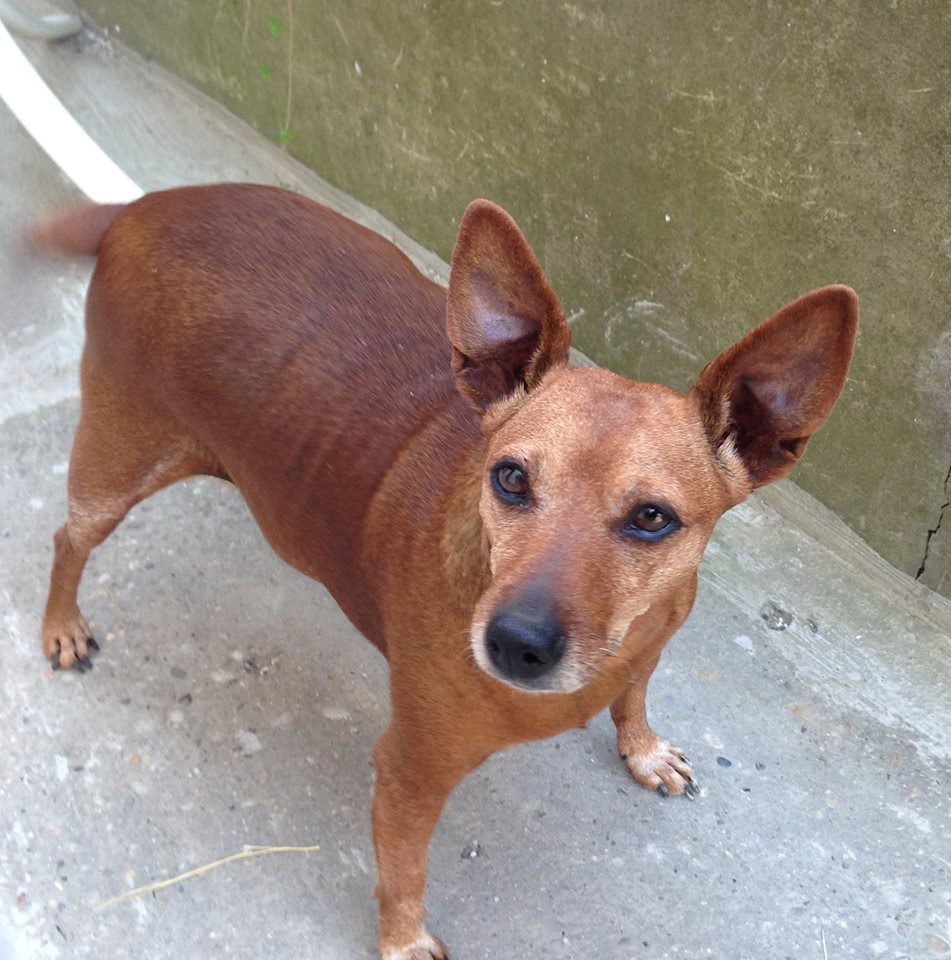 14047352_10207476666089925_4525327450092331261_o_odlutala_kujica_Alka_Gunduliceva