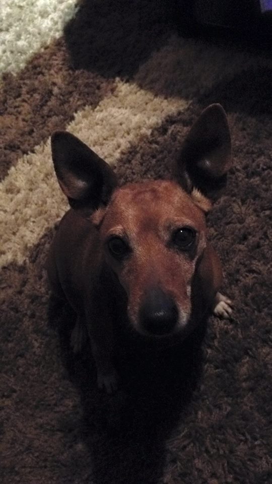 14063993_10207476666689940_437649538746004326_n_odlutala_kujica_Alka_Gunduliceva