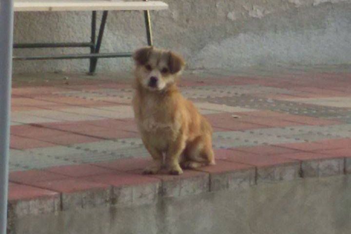 14522390_1058335107615693_159286147_o