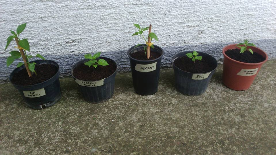 11170327_10205756905434525_3228806916863513534_n_grasshoper_hot_sauce_ivan_petranovic_uzgoj_papricice_chilli