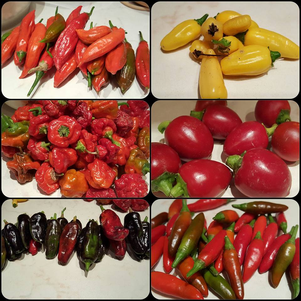 14222227_10209232825690359_6228941721343332681_n_grasshoper_hot_sauce_ivan_petranovic_uzgoj_papricice_chilli