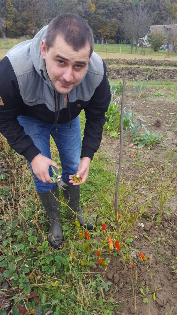 14971693_10209821342882921_331452863_o_grasshoper_hot_sauce_ivan_petranovic_uzgoj_papricice_chilli