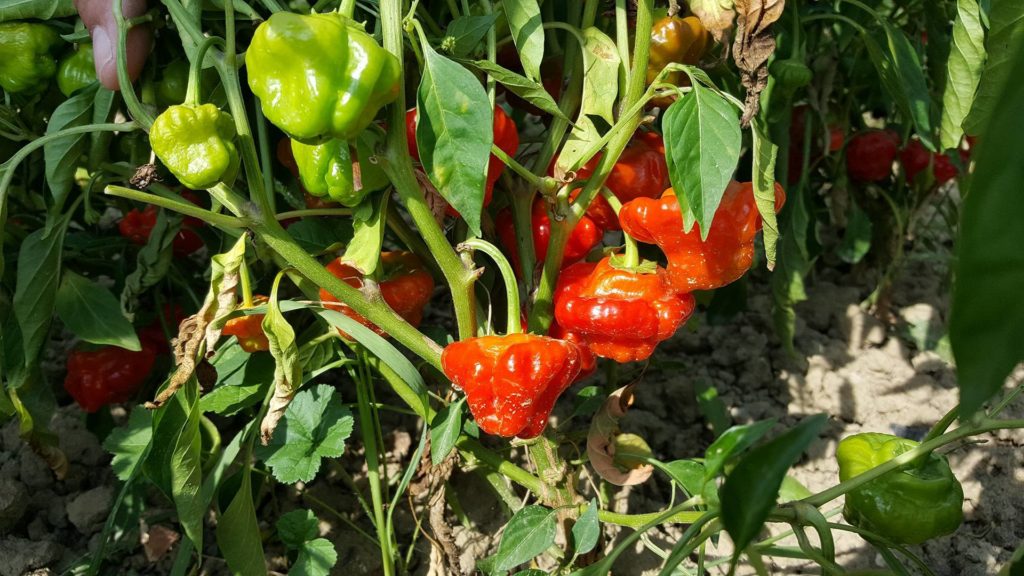 15034384_10209821328962573_1272974422_o_grasshoper_hot_sauce_ivan_petranovic_uzgoj_papricice_chilli