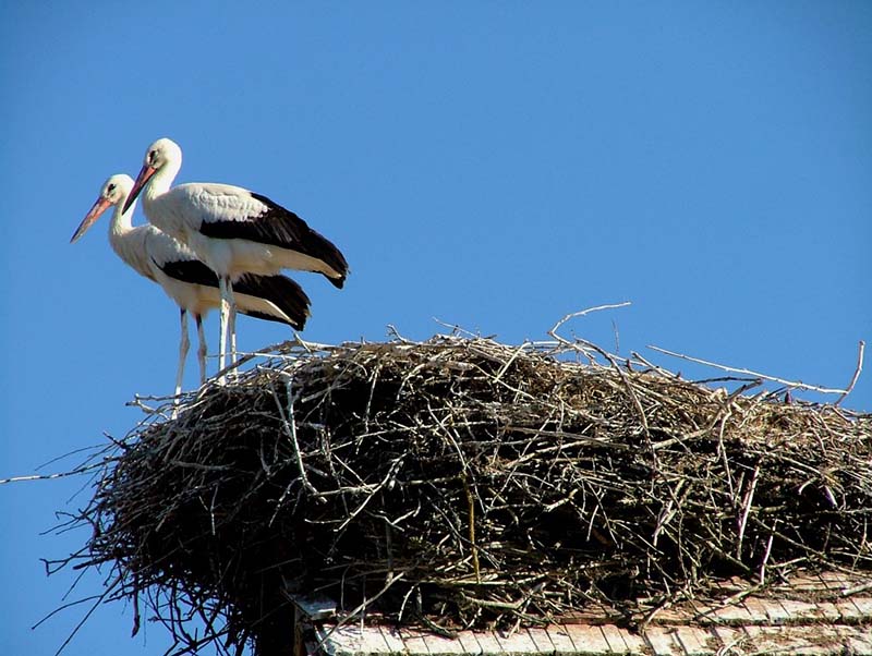 Gnijezdo bijelih roda